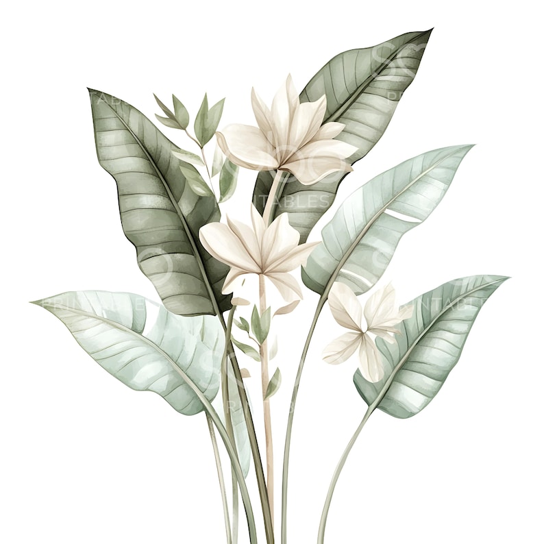 May include: Watercolor illustration of tropical flowers and leaves in soft green and cream tones. The image features large, stylized leaves and delicate, multi-petaled flowers. The artwork has a clean, white background, highlighting the natural elements.