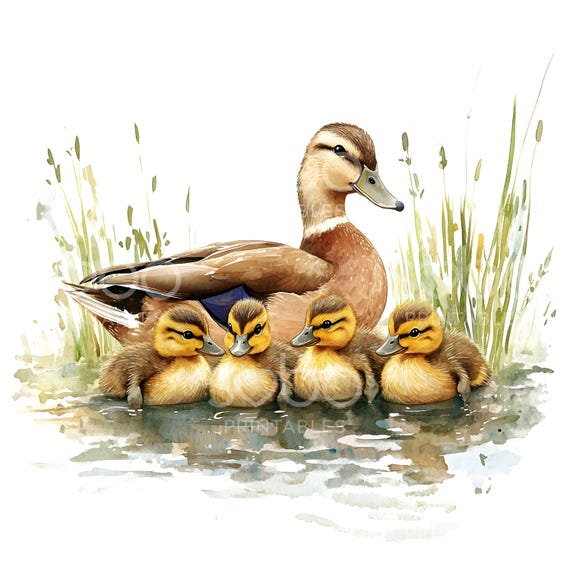 13 Mallard Ducks Clipart, Duck Clipart, Ducklings Pond, Printable Watercolor Art, High Quality JPGs, Digital Download, Junk Journal S227