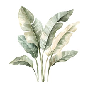 May include: Watercolor illustration of a cluster of banana leaves in shades of green and cream. The leaves have a textured appearance with visible veins, and the stems are a muted green. The artwork is set against a clean white background.
