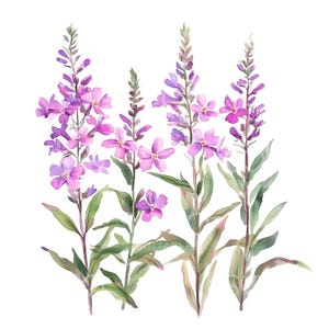 25 cliparts fleurs d'épilobe, fleurs d'Alaska, fichiers JPG de haute qualité, aquarelle imprimable, téléchargement numérique, créations en papier, journal indésirable S397
