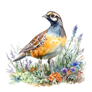 27 Wachteln Clipart, Blumen Quail Vogel, Tiere auf dem Bauernhof, druckbare Aquarell, hochwertige JPGs, digitaler Download, Junk-Journal S499