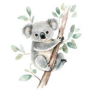 26 Koala em um galho Clipart, Koala fofo, Arte de parede de berçário, Aquarela para impressão, JPGs de alta qualidade, Download digital, Paper Craft S431