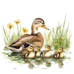 Pode incluir: Um pato castanho com um bico amarelo e um grupo de quatro patinhos a nadar num lago com juncos verdes e flores amarelas.