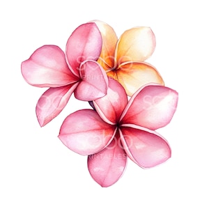 24 Clipart fleur de frangipanier, Clipart Plumeria, aquarelle tropicale, fichiers JPG de haute qualité, téléchargement numérique, créations en papier, Junk Journal S740