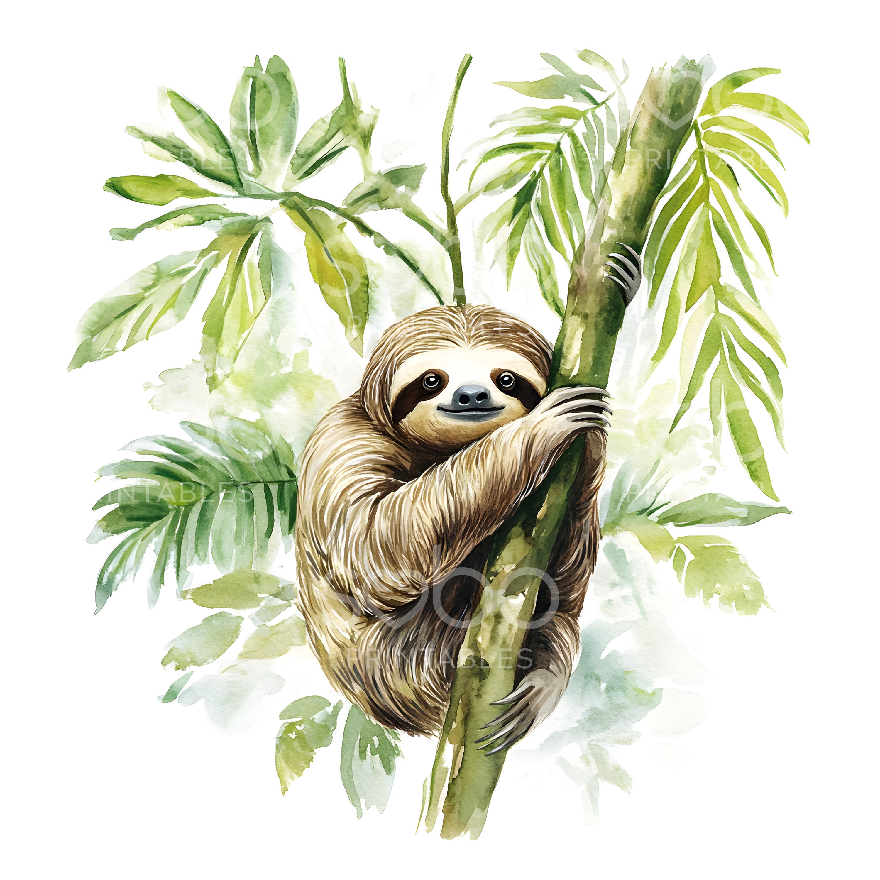 18 かわいいナマケモノのクリップアート、ジャングルのナマケモノ