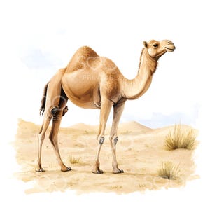 21 Clipart cammello del deserto, Clipart cammello acquerello, Clipart acquerello stampabile, JPG di alta qualità, Line art, Paper Craft, Junk Journal S587