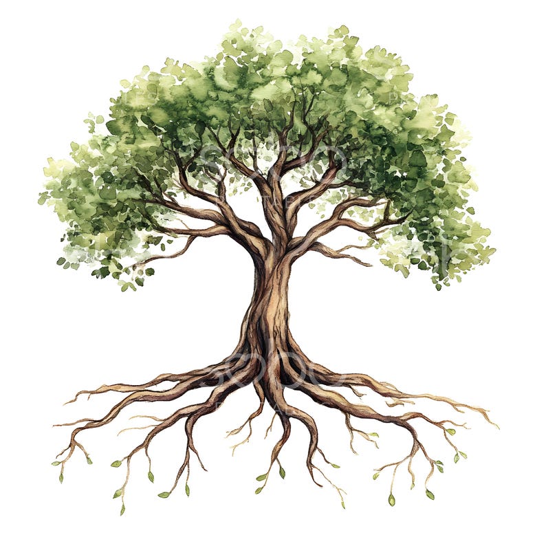 May include: Watercolor painting of a large tree with a thick trunk and a wide, spreading canopy of green leaves. The tree has a complex root system that extends out from the base of the trunk.