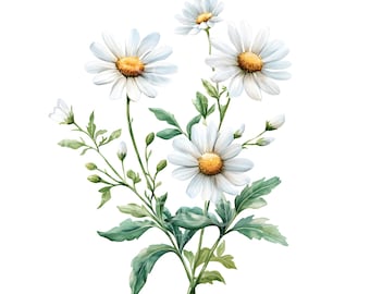 32 Daisy Flower Clipart, Daisy Flower Arrangement, High Quality JPGs, Watercolor Art, Digital Download, Paper Craft, Junk Journal U294