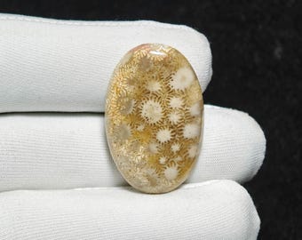 Natural Fossil Coral Cabochon Oval Gemstone 32x22x5 mm 30 Ct