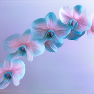 Beautiful Pink and Blue Orchid ring phalaenopsis