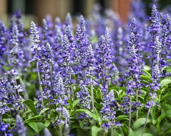 Deutsch Lavendel Blumen Fotodruck: Lila Blumen Wandkunst