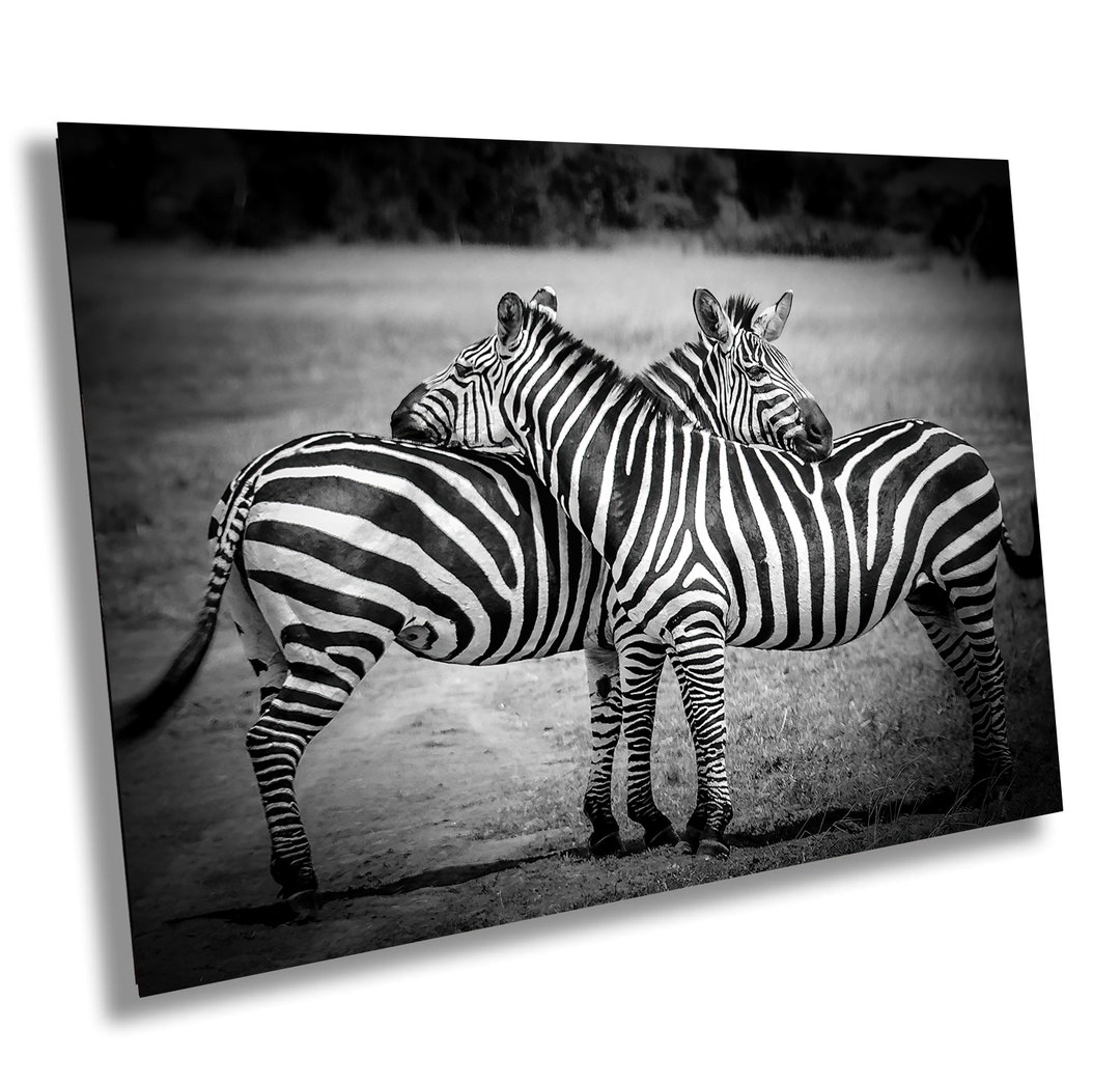 Black and White Zebras Canvas Print: African Safari Wall Art - Etsy