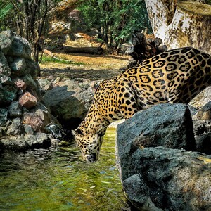 Durstig schöner Leopard Sucht Erfrischendes Wasser - Mega Dürre Saison
