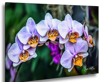 Lámina artística de orquídea lavanda – Decoración de pared con flor botánica púrpura – Fotografía macro de Phalaenopsis tropical