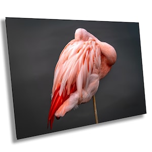Stampa artistica di fenicotteri rosa aggraziati - Fotografia di decorazioni romantiche per San Valentino Stampa su tela premium / acrilico / metallo / carta Decorazione murale Arte