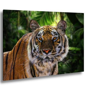 Puede incluir: Impresión en lienzo que muestra un primer plano de la cara de un tigre. El tigre tiene rayas naranjas y negras, con ojos amarillos penetrantes y una nariz rosada. El fondo es una selva verde borrosa.