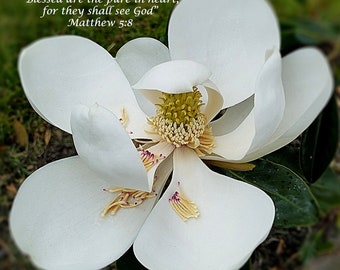 White Magnolia Flower Blessed are the Pure in Heart