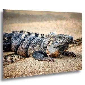 Può includere: Primo piano di un'iguana con un corpo strutturato grigio e nero, appoggiata su una superficie sabbiosa. L'iguana ha una cresta dorsale spinosa e una gola marrone chiaro. I suoi occhi scuri e piccoli sono visibili.