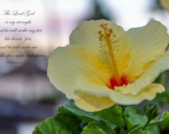 Rare Yellow Beautiful and Royal Hibiscus From Hawaii - representing strength and power