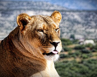 Lioness Wall Art Print - Seated Wild Cat with Sunshine Glow