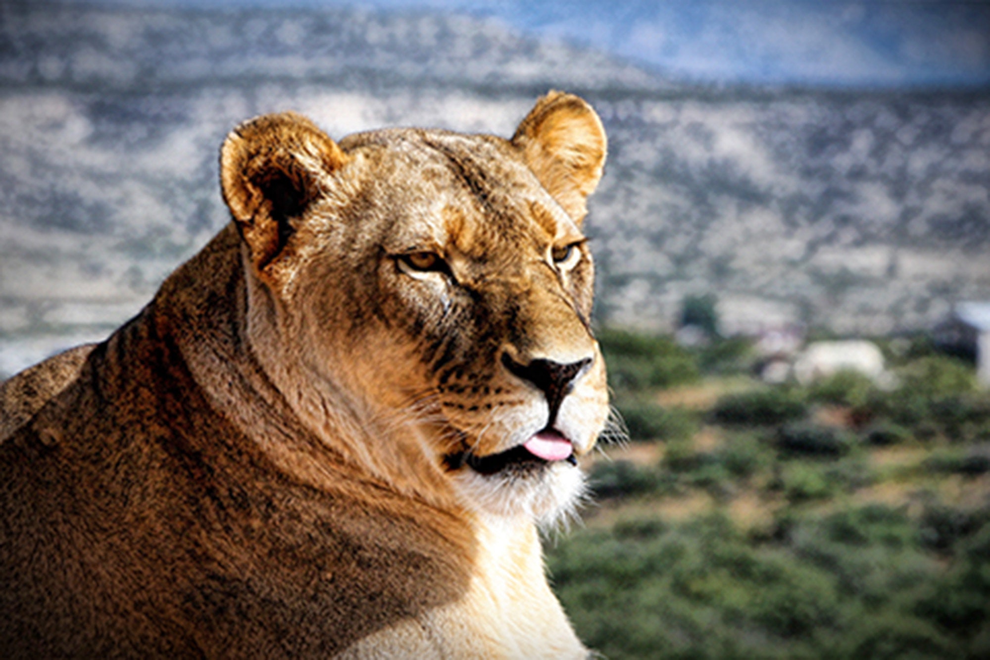 Lioness Queen_digital Download - Etsy