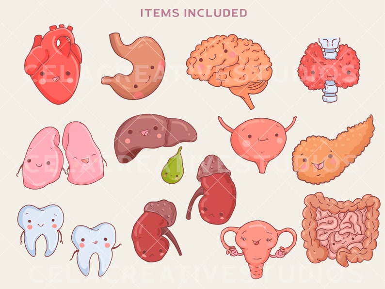 May include: A set of 14 cartoon illustrations of human organs, each with a smiling face. The organs include the heart, stomach, brain, lungs, liver, bladder, pancreas, kidneys, teeth, uterus, and intestines.