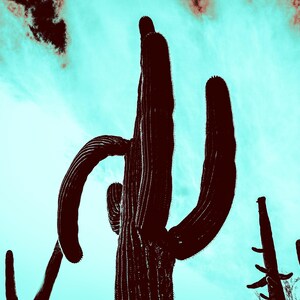 Stampa fotografica a colori Varie - Flora, Fauna