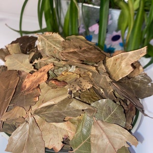 Kinkeliba, sekhew, long-life herbal tea or Combretum micranthum 30g image 7