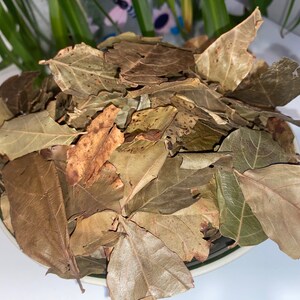 Kinkeliba, sekhew, long-life herbal tea or Combretum micranthum 30g image 5