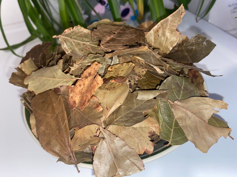 Kinkeliba, sekhew, long-life herbal tea or Combretum micranthum 30g image 5