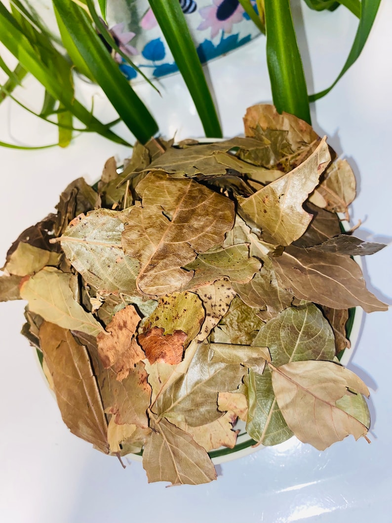 Kinkeliba, sekhew, long-life herbal tea or Combretum micranthum 30g image 6