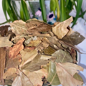 Kinkeliba, sekhew, long-life herbal tea or Combretum micranthum 30g image 4