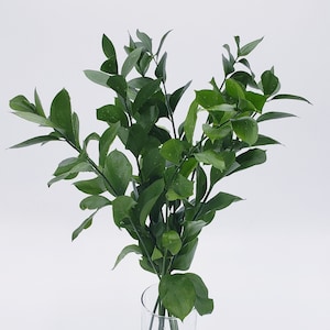 1 Bunch (10 Stems) - Fresh & Natural Israeli Ruscus