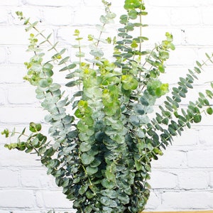 Fresh & Natural Baby Blue Eucalyptus