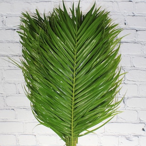 May include: A single green palm frond with long, narrow leaves. The frond is against a white brick wall background.