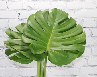 Fresh & Natural Monstera