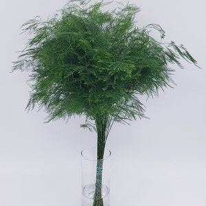 Fresh & Natural Tree Fern