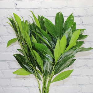 Fresh & Natural Cocculus