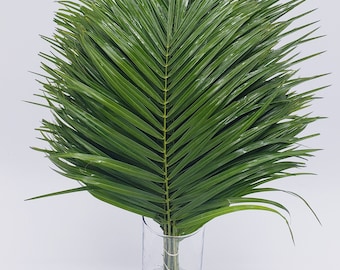 1 Bunch (20 Stems) - Fresh & Natural Robellini Palm