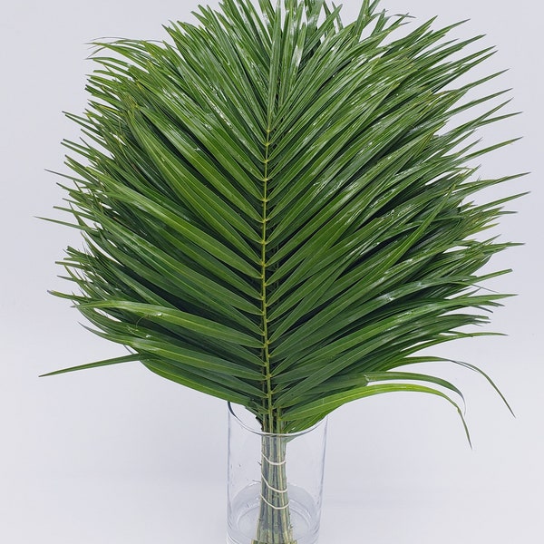 1 Bunch (20 Stems) - Fresh & Natural Robellini Palm