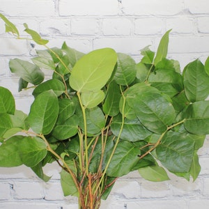 Fresh & Natural Salal Tips