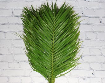 Fresh & Natural Robellini Palm | 10 Bunches (200 Stems)