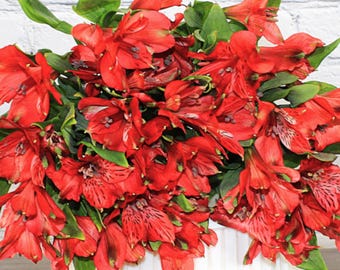 Alstroemerias frescas y naturales - Rojas