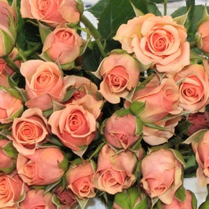 Puede incluir: Un ramo de rosas miniatura de color melocotón con tallos y hojas verdes.