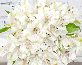 Fresh & Natural Alstroemeria | White