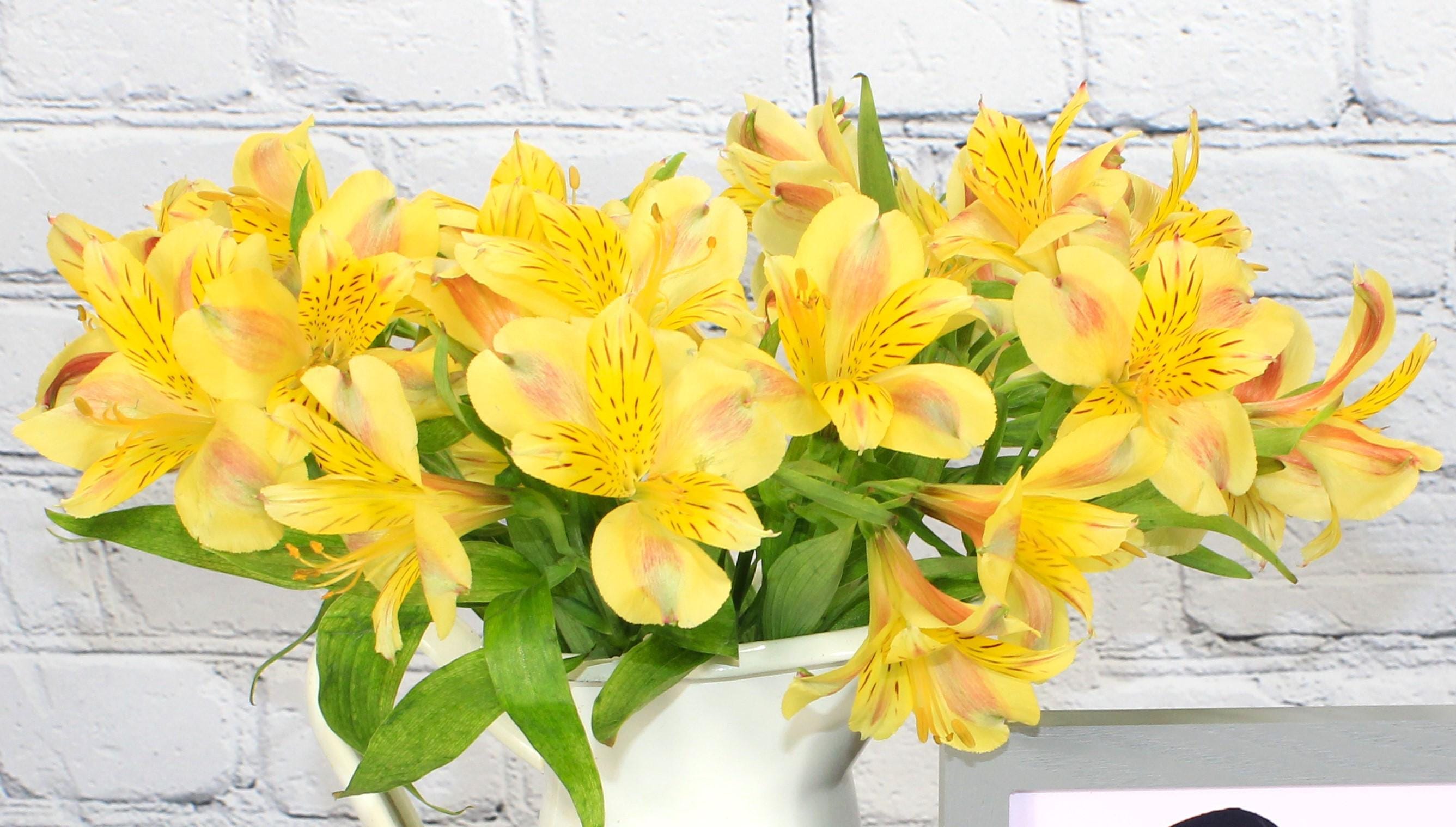 Fresh & Natural Alstroemeria | Yellow - Etsy