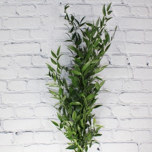 Real Touch Flowers - 20 Bunch (5 Stems) - Fresh & Natural Italian Ruscus