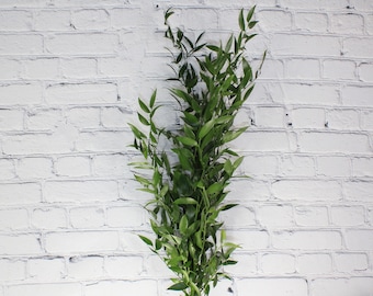 X Fresh & Natural Italian Ruscus
