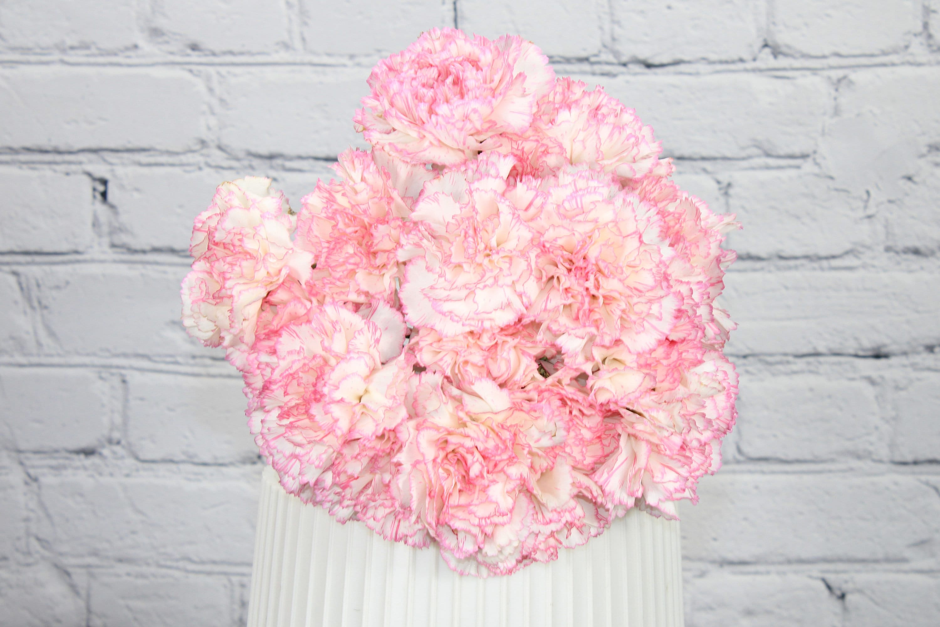 Fresh & Natural Carnation | White Pink Bicolor
