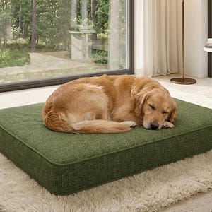 Może przedstawiać: Śpiący golden retriever leży na zielonym, prostokątnym legowisku dla psa. Legowisko znajduje się na białym, puszystym dywanie. Legowisko dla psa ma zieloną obw&oacute;dkę. Tło obejmuje okno z widokiem na drzewa.